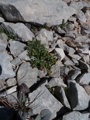 Euphorbia seguieriana