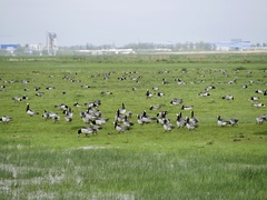 Branta leucopsis