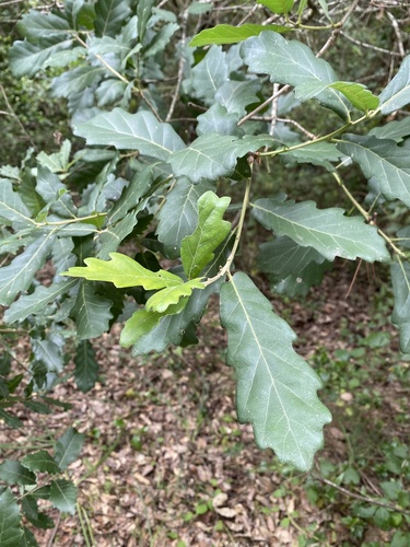 Quercus x hispanica, photographed by an iNaturalist contributor