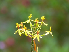 Epidendrum aura-usecheae