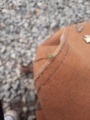 Polydrusus formosus