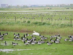 Branta leucopsis