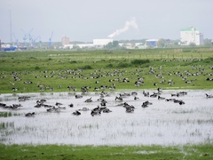 Branta leucopsis