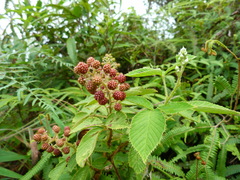 Rubus urticifolius