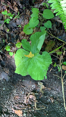 Trillium luteum