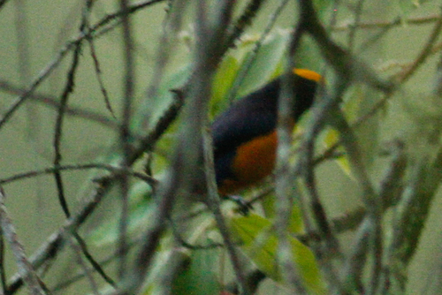Orange-crowned Euphonia (Euphonia saturata), photo 10