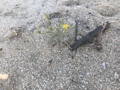 Lessingia glandulifera