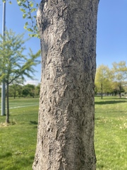 Ginkgo biloba