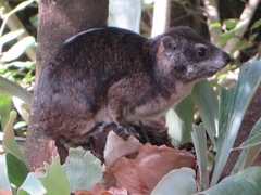 Dendrohyrax arboreus