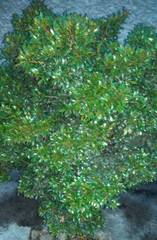 Angiospermae