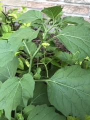 Physalis philadelphica