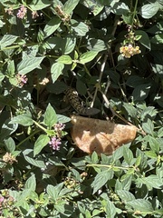 Elgaria multicarinata