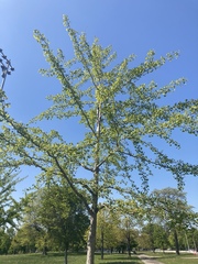 Ginkgo biloba