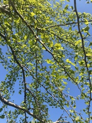 Ginkgo biloba