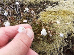 Wahlenbergia pygmaea