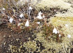 Wahlenbergia pygmaea