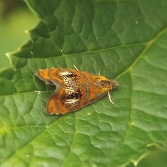 Olethreutes arcuella