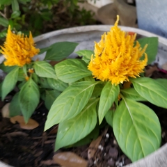 Celosia argentea plumosa
