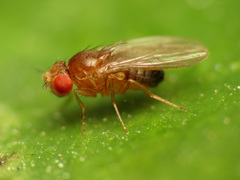 Sophophora