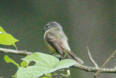 Phyllomyias griseiceps