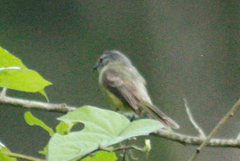 Phyllomyias griseiceps