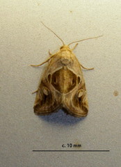 Deltote johnjoannoui