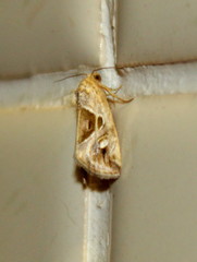 Deltote johnjoannoui