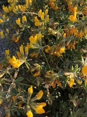 Lotus creticus