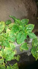 Angiospermae