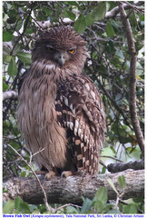 Ketupa zeylonensis