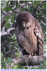 Ketupa zeylonensis