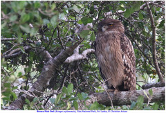 Ketupa zeylonensis