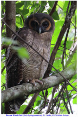 Strix leptogrammica