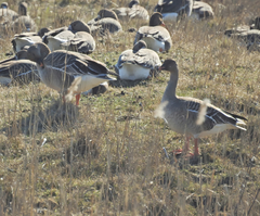 Anser serrirostris rossicus