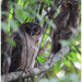 Brown Wood-Owl - Photo (c) Christian Artuso, some rights reserved (CC BY-NC-ND), uploaded by Christian Artuso