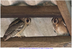 Otus bakkamoena