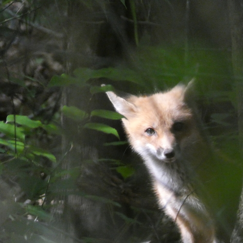 Red Fox photographed in Alabama