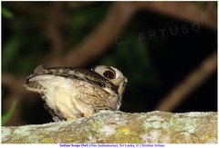Otus bakkamoena