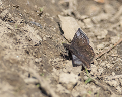 Erynnis icelus