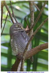 Glaucidium radiatum