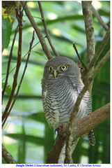 Glaucidium radiatum