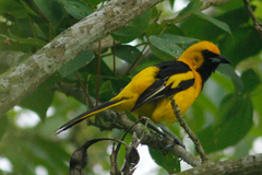 Icterus mesomelas