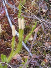 Spinulum annotinum alpestre