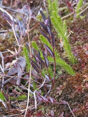 Spinulum annotinum alpestre