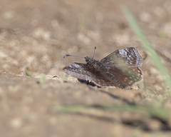 Erynnis icelus