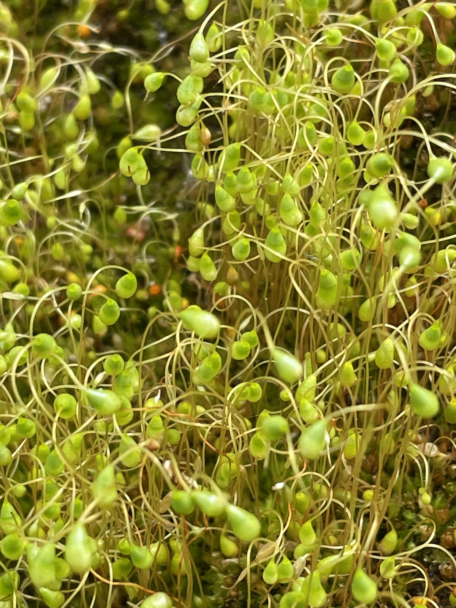 Funaria hygrometrica