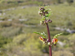 Scrophularia sambucifolia