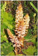 Orobanche crenata