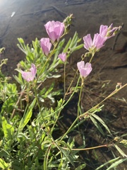 Sidalcea calycosa