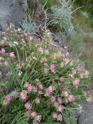 Anthyllis lemanniana image